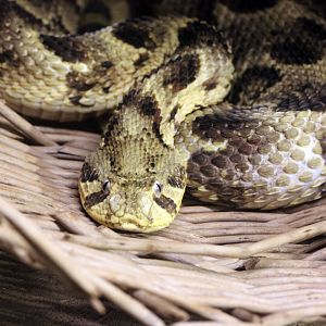 Puff Adder