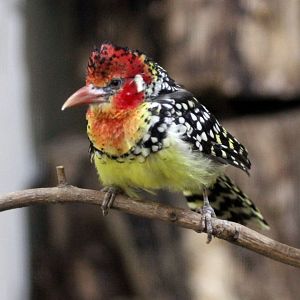 Red & Yellow Barbet