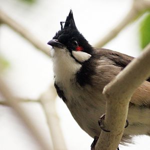 Bulbul