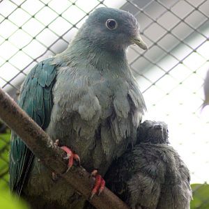 Fruit Dove With Youngster