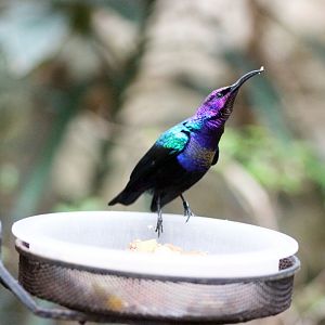 Splendid Sunbird
