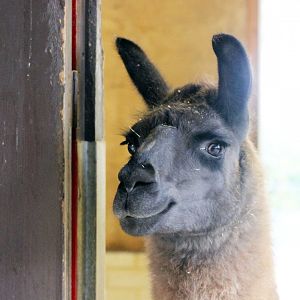 Andy The Lama !