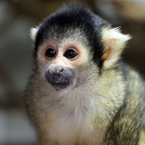 Squirrel Monkey