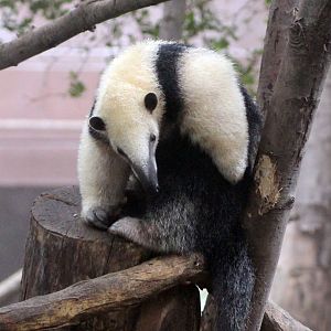 Southern Tamandua