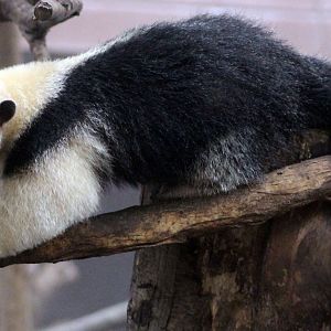 Southern Tamandua