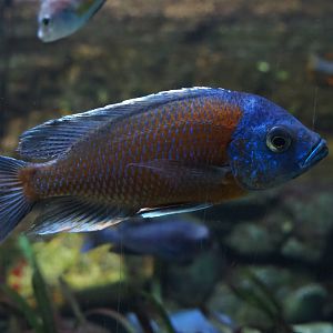 Malawi cichlid ID - Zoo Antwerpen aquarium