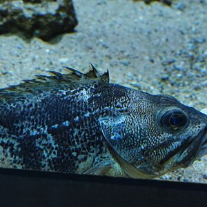 Saltwater fish for ID - Zoo Antwerpen aquarium