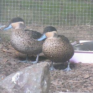 Hottentot teals 040319