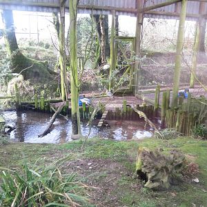 Black-faced ibis aviary 040319