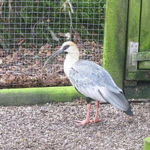 Black-faced ibis 040319