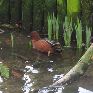 Cinnamon teal 040319