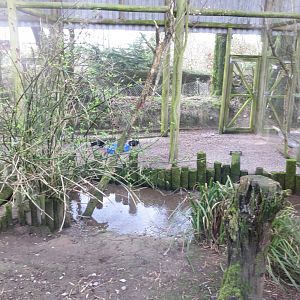 Southern bald ibis aviary 040319