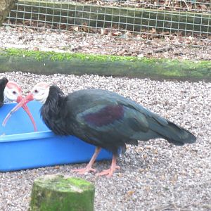 Southern bald ibises 040319