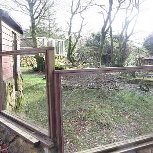Bush dog exhibit 040319