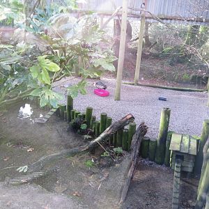 Buff-necked ibis aviary 040319
