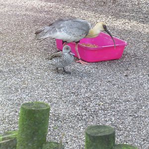 Buff-necked ibis and Cape teal 040319