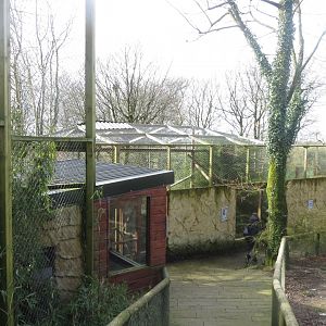 Carpathian lynx enclosure 040319