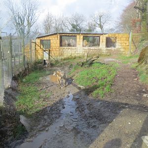 Part of Eurasian wolf enclosure 040319