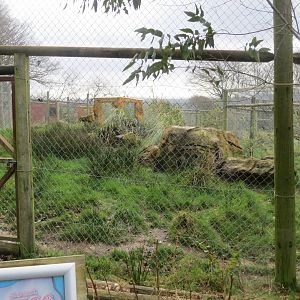 Serval enclosure 040319