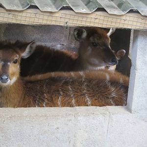 Western sitatungas 040319