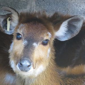 Western sitatunga 040319