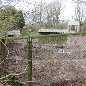 Red river hog enclosure 040319