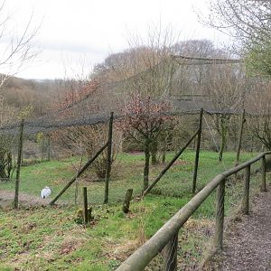 Demoiselle crane aviary 040319