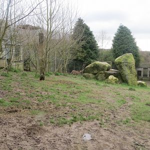 Part of Cheetah enclosure 040319