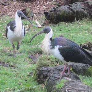 Straw-necked ibises 040319