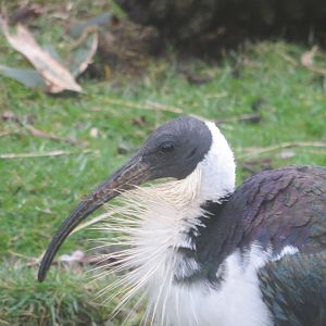Straw-necked ibis 040319