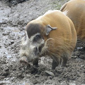Red river hogs 040319