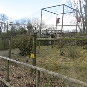 Glossy ibis and Red-breasted goose aviary 040319