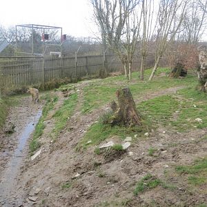 Part of Eurasian wolf enclosure 040319