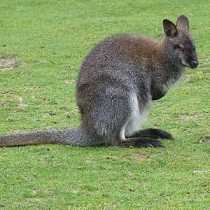 Red-necked wallaby 040319