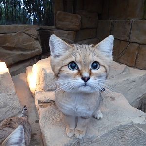 Sand cat 040319