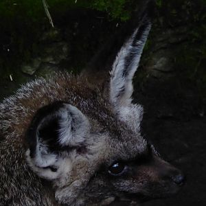 Bat-eared fox 040319