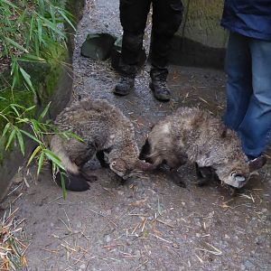 Bat-eared foxes 040319