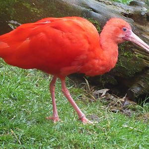 Scarlet ibis 040319