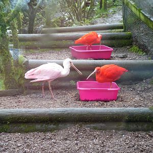 Scarlet ibises and Roseate spoonbill 040319