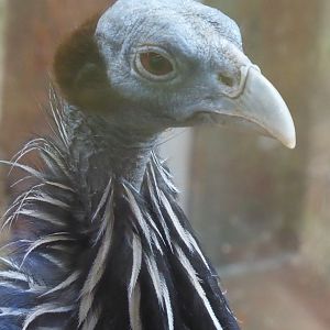 Vulturine guineafowl 040319