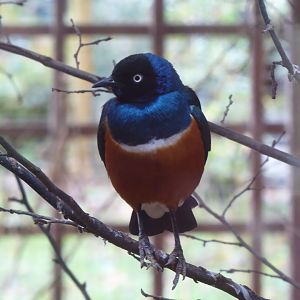 Superb starling 040319