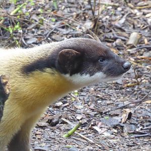 Yellow-throated marten 040319