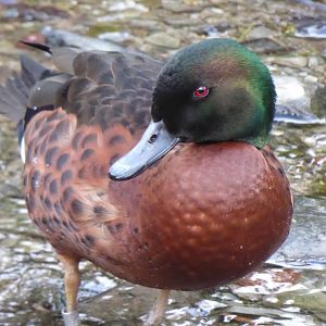 Chestnut teal 040319