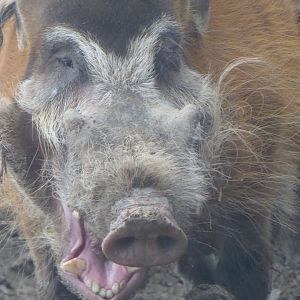 Red river hog 040319