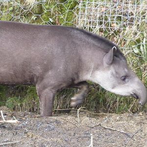 South American tapir 040319