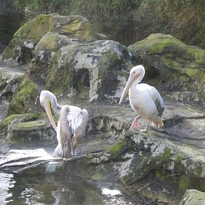 Pink-backed pelicans 040319