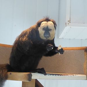 White-faced saki 040319