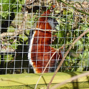 Prevost's squirrel 040319