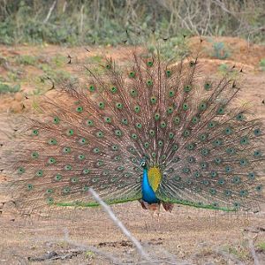 Wild peacock