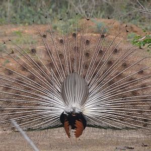 Wild peacock.
